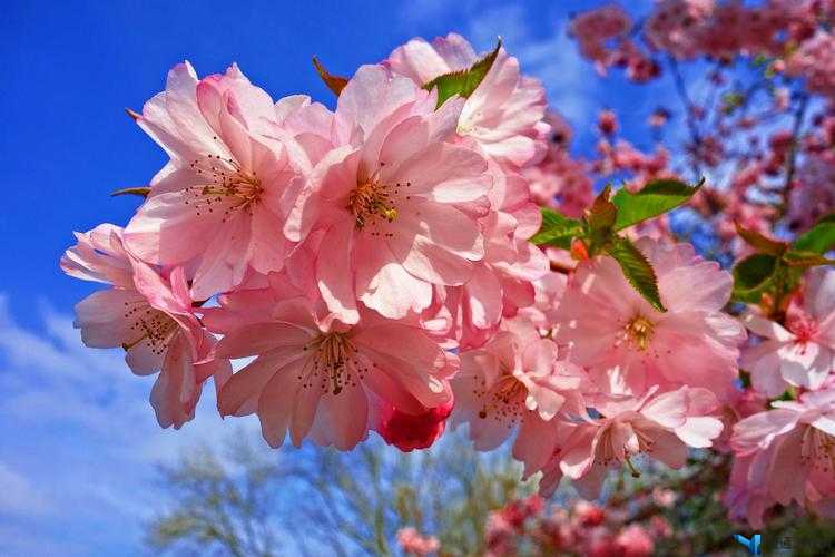 日产樱花一线二线三线：走进日本樱花的美丽世界